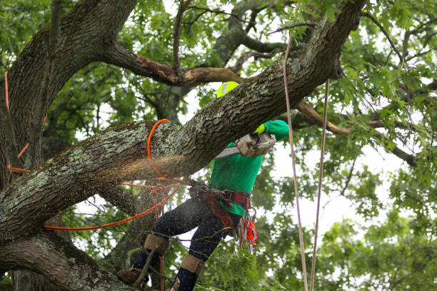 Best Root Management and Removal  in Cedville, AR